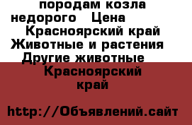 породам козла недорого › Цена ­ 8 500 - Красноярский край Животные и растения » Другие животные   . Красноярский край